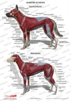 Høj eksponering strop Lav vej 3D anatomy dog – Superficial and middle muscles - Nordisk  Hundemassasjeskole AS